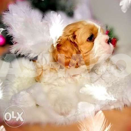 The Cavalier King Charles Spaniel is a che...