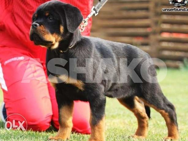 Gorgeous puppies - Rottweiler