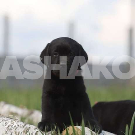 Gorgeous Black Labrador Puppies.check Bank... 1 Image