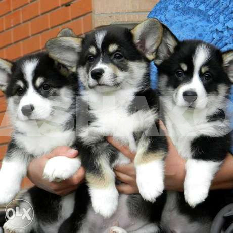 Amazing Welsh Corgi
