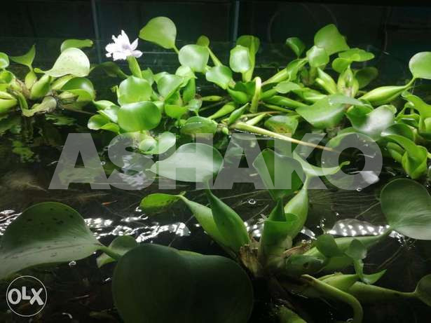 شتل طبيعي Natural seedlings 25000LL