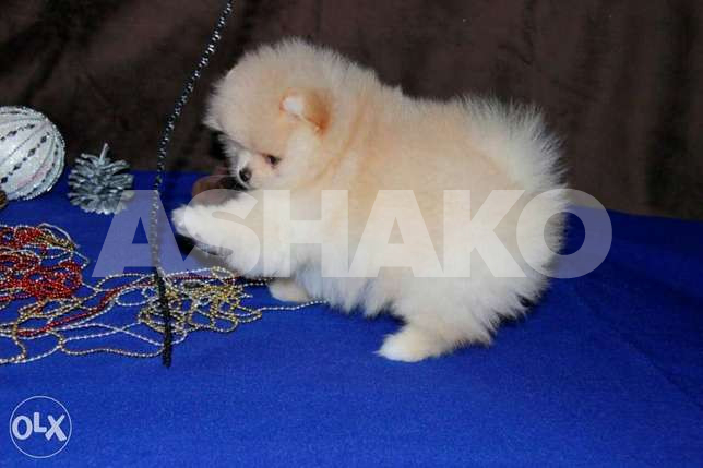Golden Gold Pomeranian Tea Cup