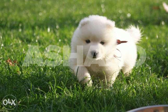Samoyed Puppies...