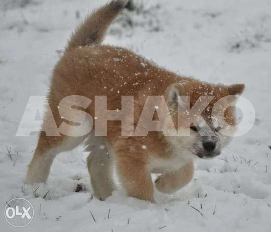Class A japanese Akita