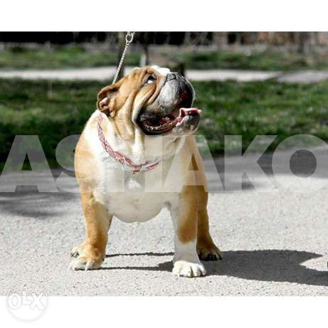 English Bulldog puppies (We accept banker'...