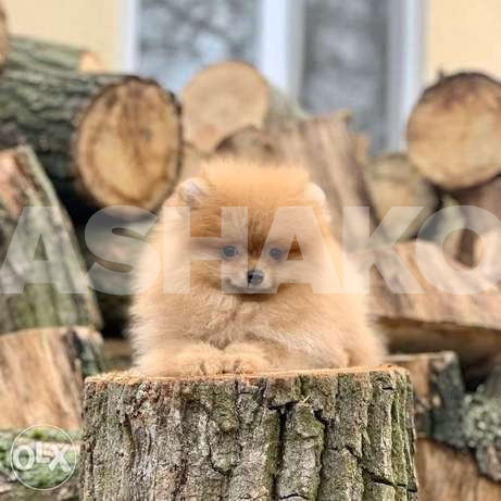 Baby face puppies - Pomeranian
