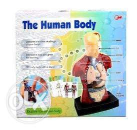 The human body intractable model