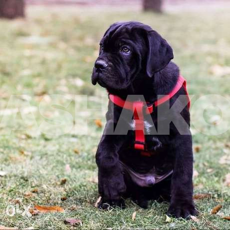 Puppies of Cane Corso (the boy of black co...