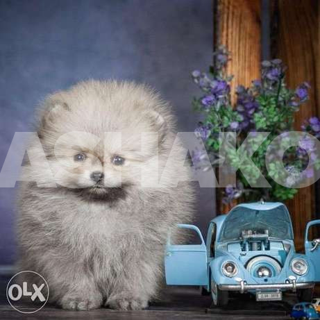 Adorable - Pomeranian