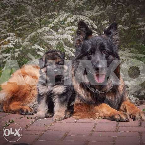Special puppies - German Shepherd