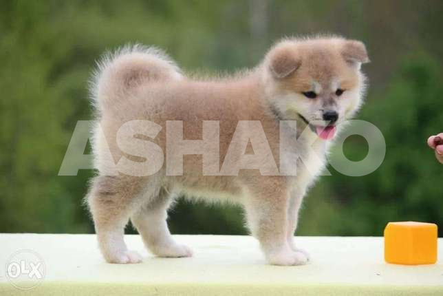 Japanese Akita Now In Lebanon(Male And Fem...