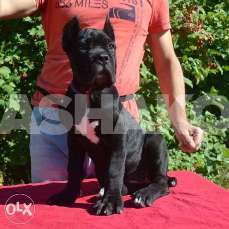 Perspective puppy Cane Corso Show