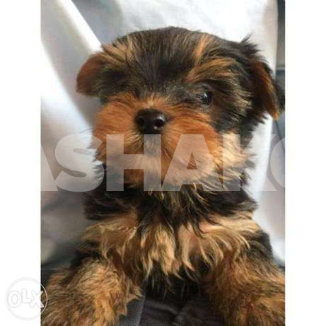 Yorkshire Terrier Best Quality