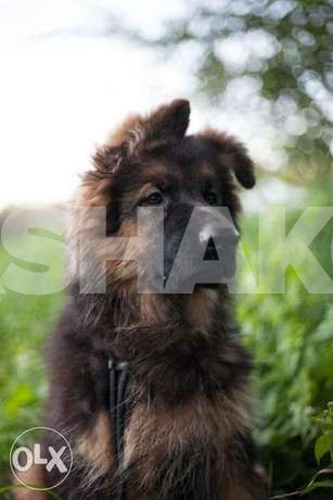 German Shepherd