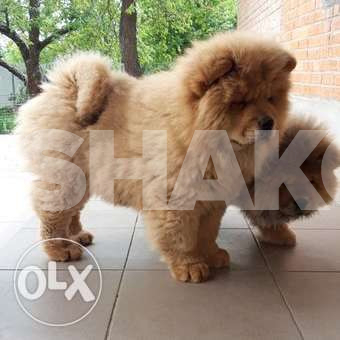 Cool ChowChow
