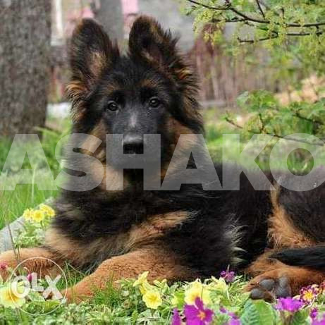 Super German Shepherd puppies.check banker...