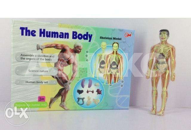 Human body model
