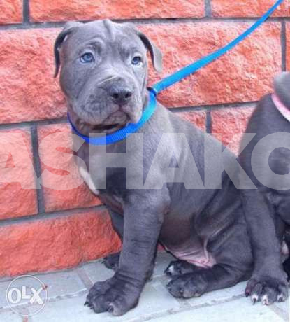 Blue Nose Pitbull