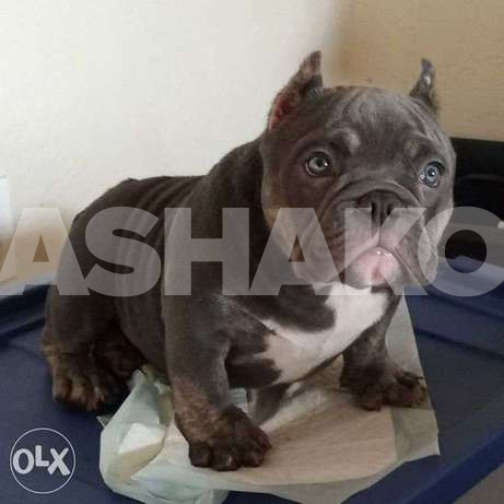 ready for sale American bullies