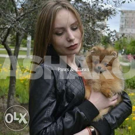This Luxurious Pomeranian is available - ب...