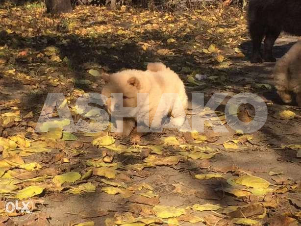 Chowchow Puppies( We Accept LBP)