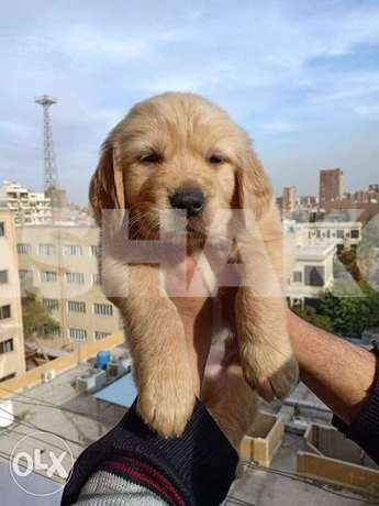 Super Duper Golden Retriever Puppies Bear ...