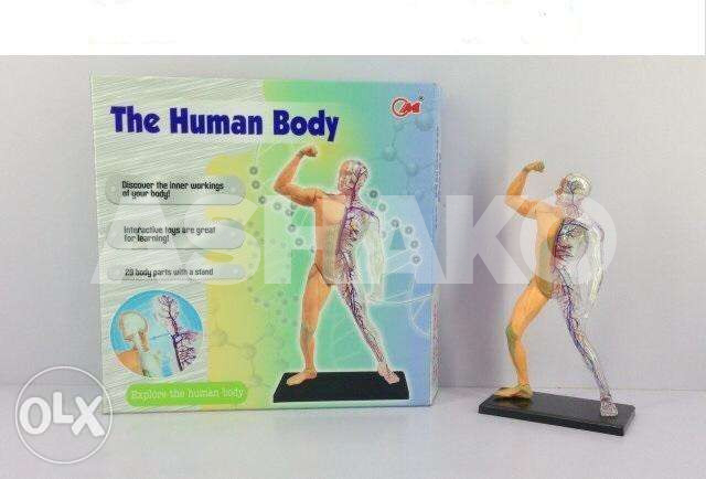 The human body circulatory system interact...