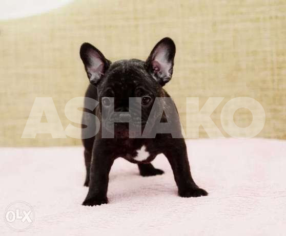 Excellence breed French bulldog