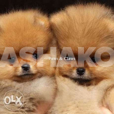 Gorgeous Pomeranian Puppies (Reservation) ...