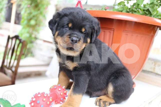 High Quality Rottweiler Puppies 1 Image