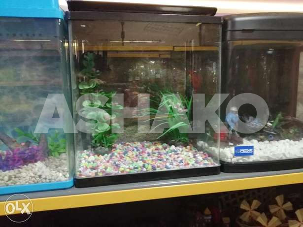 aquarium, اكواريم سمك جاهز جميع الأحجام، ح...