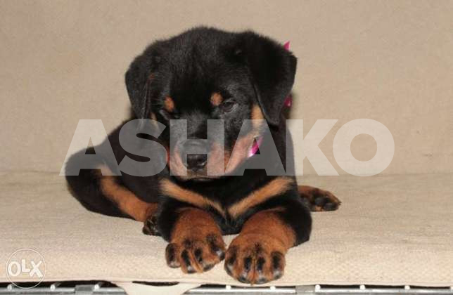 Giant Rottweiler