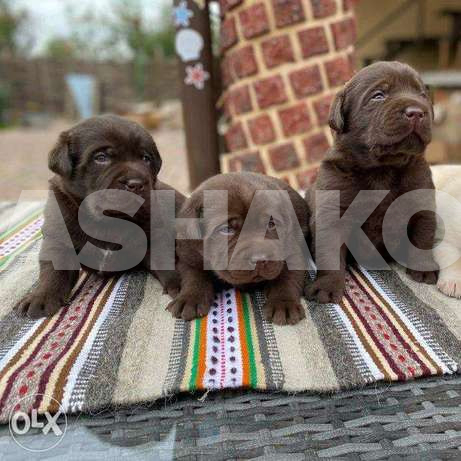Very cool Labrador puppies !!!