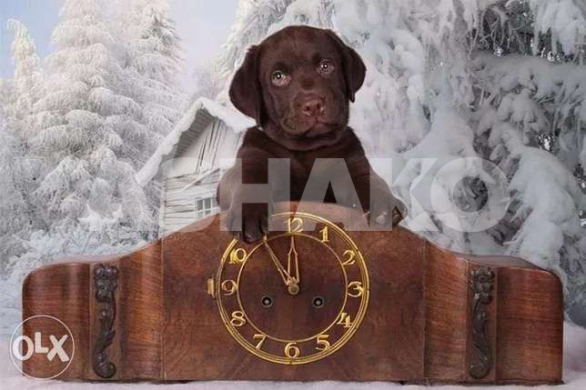 kingdom of chocolate Labrador