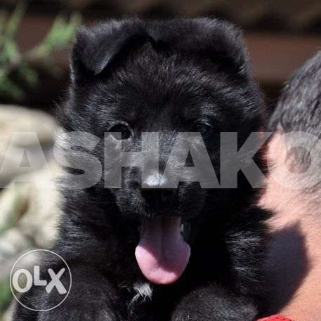 kids are waiting for you(German Shepherd)