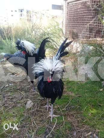 ديوك فرحا ديبا