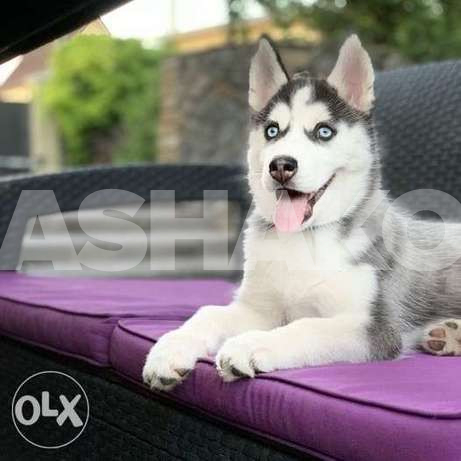 Husky waiting for the most loving and resp...