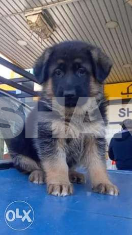 Female german shepherd