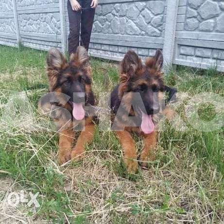 Long-Haired German Shepherd Puppies From K... 1 Image