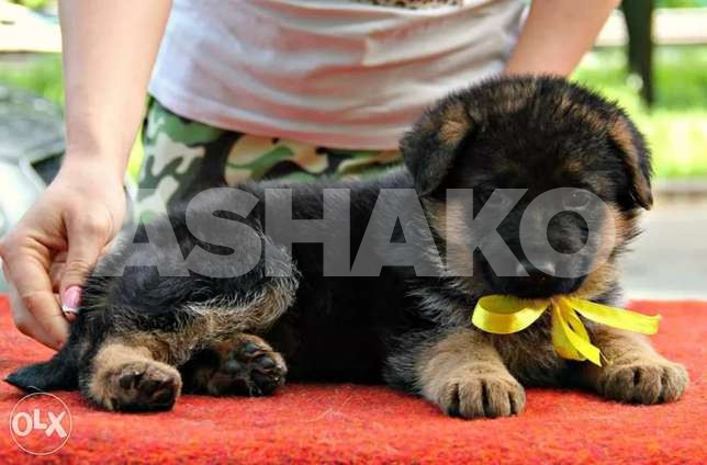 German Shepherd Special Price Imported