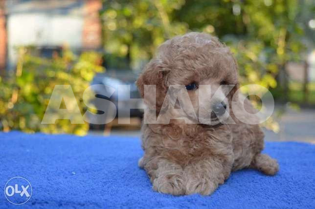 Toy Poodle High Quality 1 Image