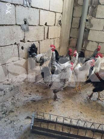 ديك بلدي