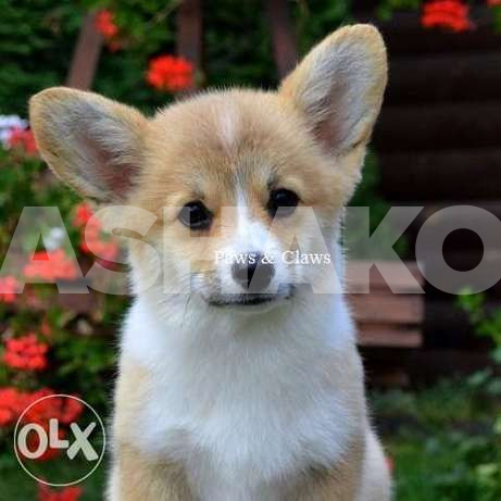 Welsh Corgi Pembroke.