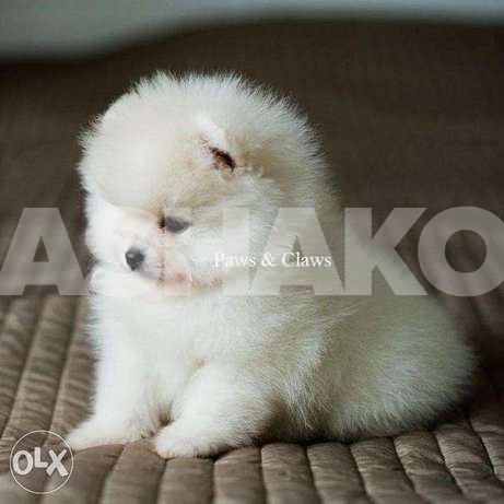 Very Showy and Bright Pomeranian - جمال شد...