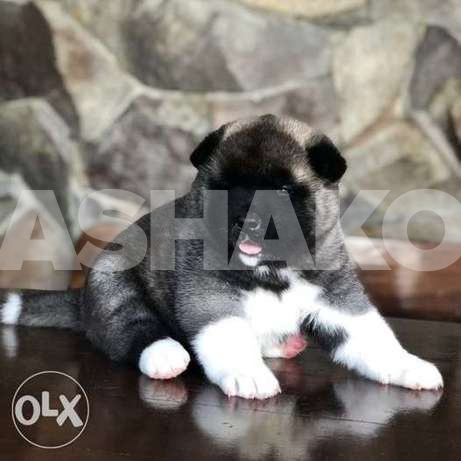 Puppies, puppies of the American Akita / A...