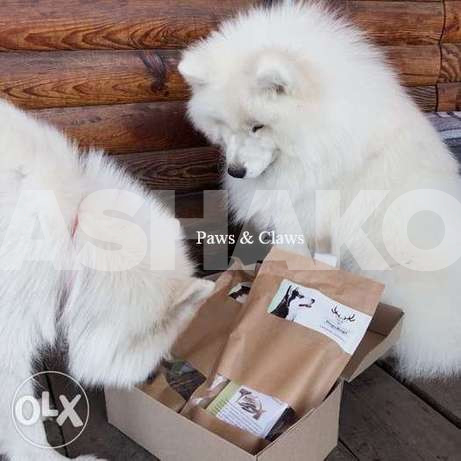 Samoyed Complete Package Of Documents. 1 Image