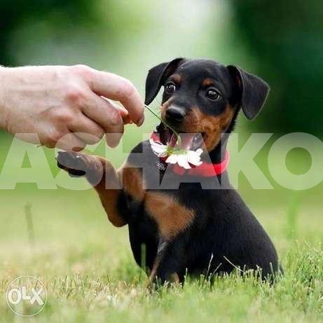 Miniature - Miniature Pinscher, puppies