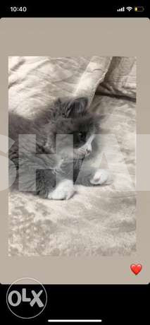 Cat for sale