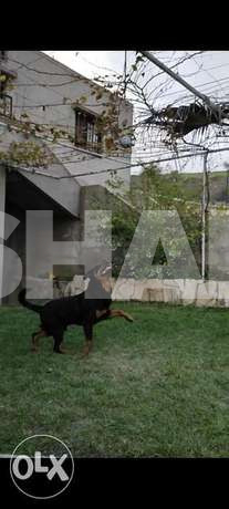 A healthy rottweiler for mating