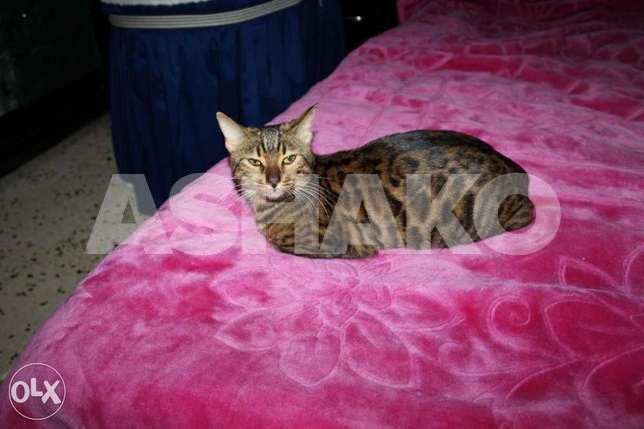 Any male bengal للزواج